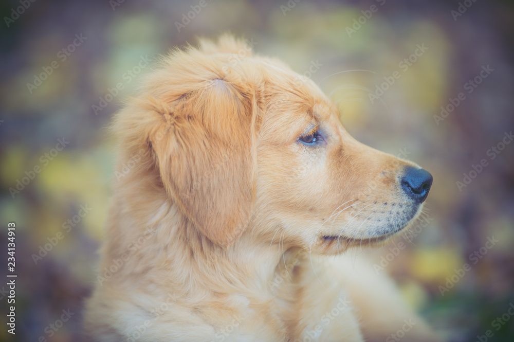 puppy in the park