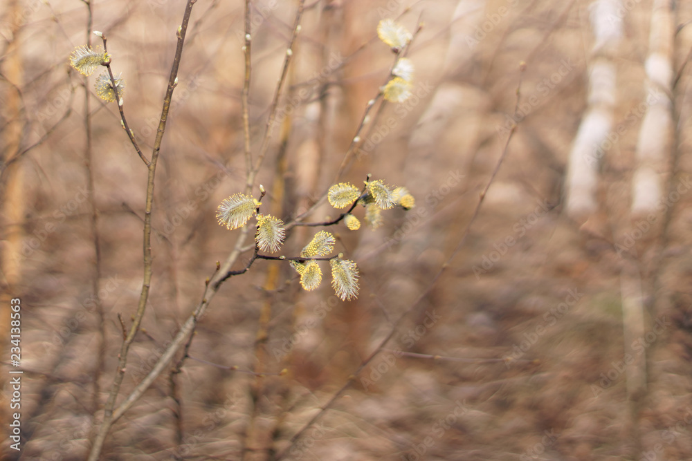 Branches of flowering willow in the spring on a blurred background. Branches of flowering willow in the spring on a blurred background.