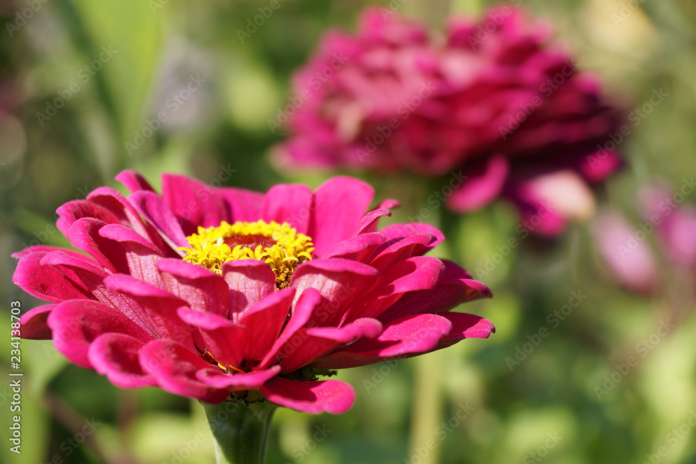 Obraz premium Petunia