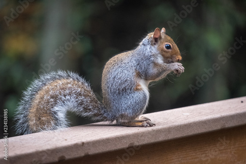 A grey squirrel tries to find food inside of a jack-o-lantern
