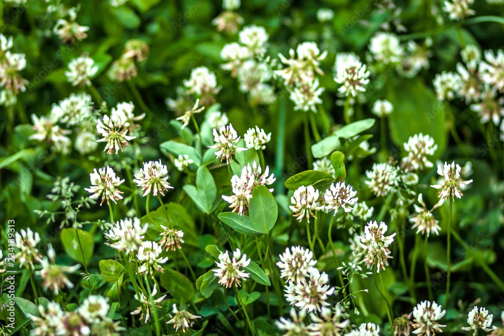 white clover on green lawn in summer white clover on green lawn in summer