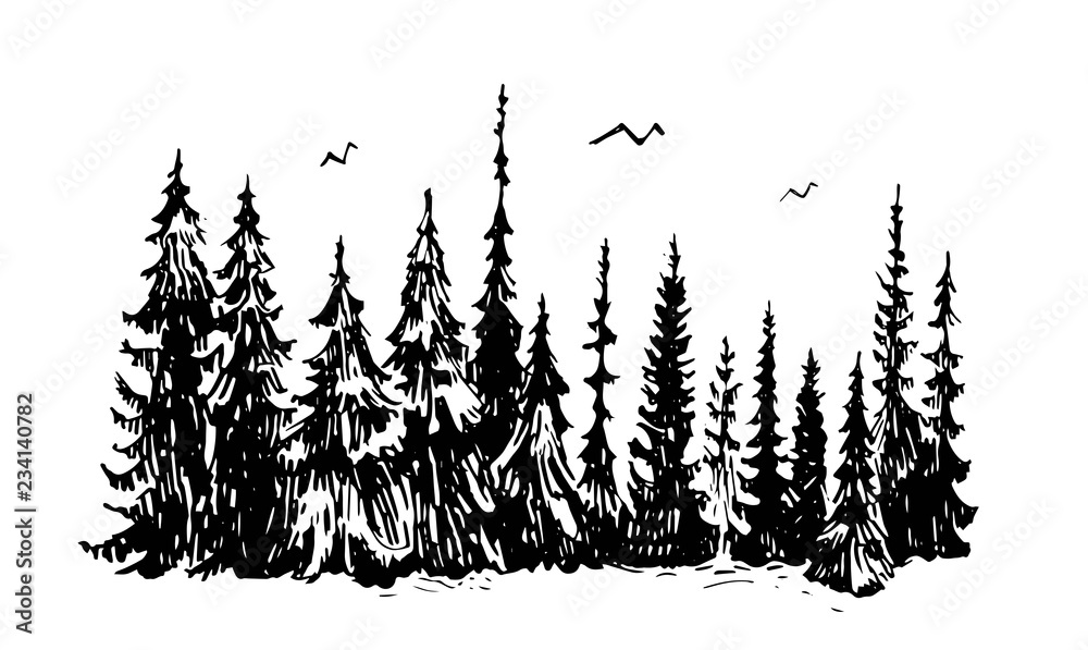 Fototapeta premium Hand drawn sketch of pine forest. Vector background.