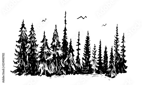 Hand drawn sketch of pine forest. Vector background.