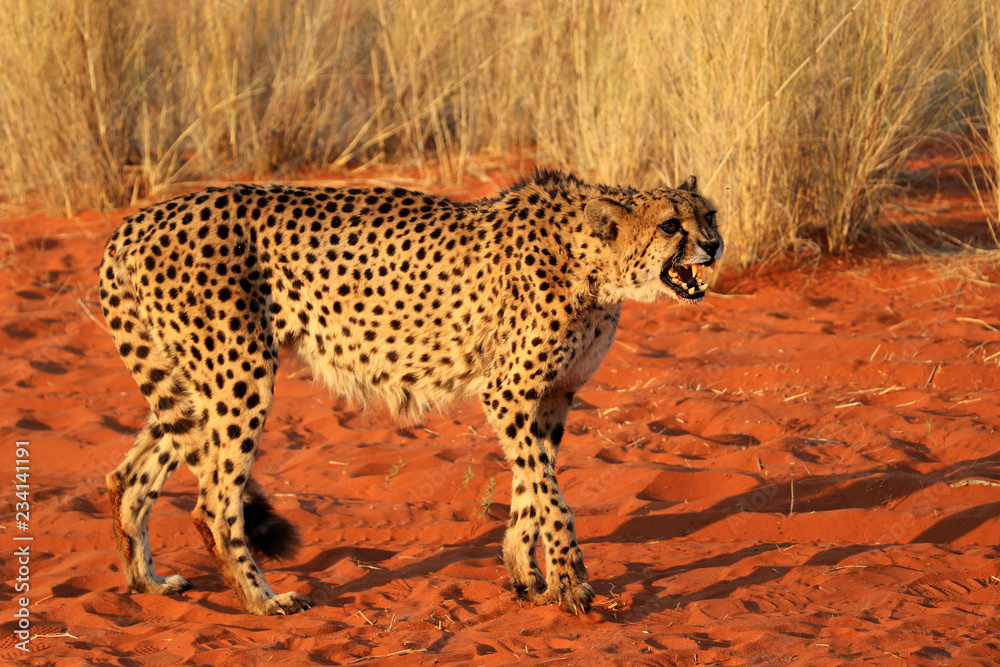 Cheetah - Namibia