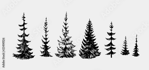 Photo Set of fir trees. Hand drawn illustration converted to vector