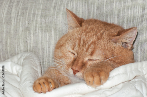 red cat sleeping under a blanket in bed in the morning