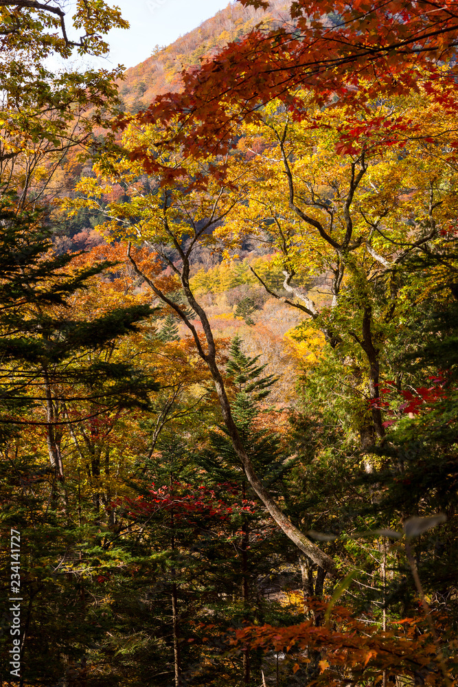 Beautiful Autumn forest