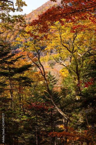 Beautiful Autumn forest