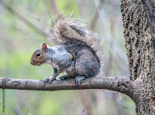 Central eastern gray squirrel Park, New York City in spring
