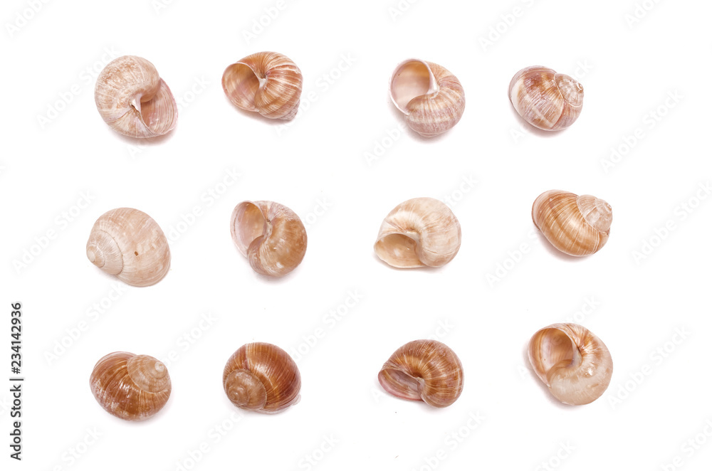 Snail shells collection isolated on the white background. Top view. Snail shells collection isolated on the white background. Top view.