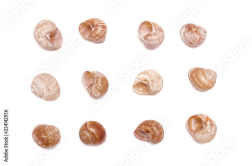 Snail shells collection isolated on the white background. Top view.