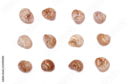 Wallpaper Mural Snail shells collection isolated on the white background. Top view. Torontodigital.ca