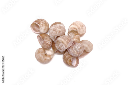 Snail shells collection isolated on the white background. Top view.