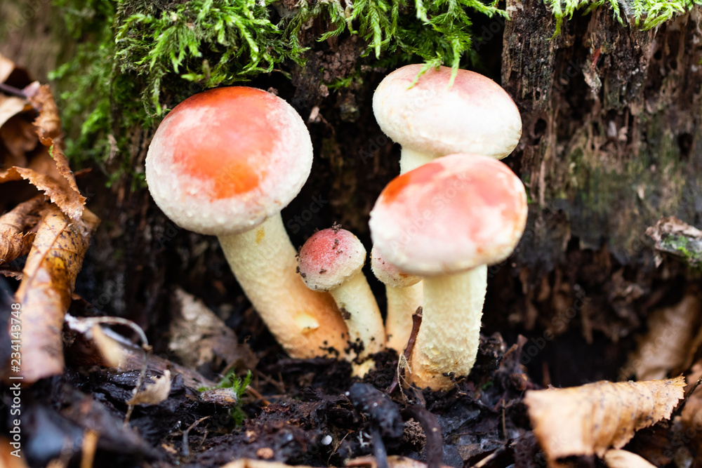 Forest mushrooms in the grass. Gathering mushrooms Forest mushrooms in the grass. Gathering mushrooms