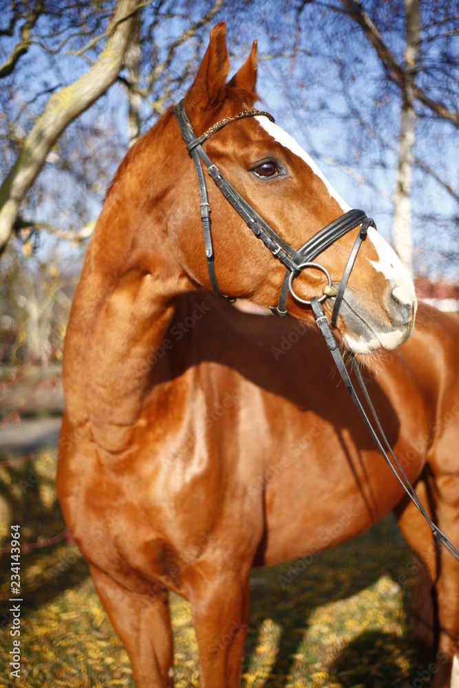 Obraz premium Horse