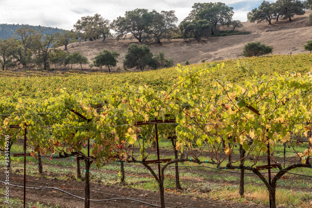 Vineyards of Napa Sonoma California in the Fall Autumn