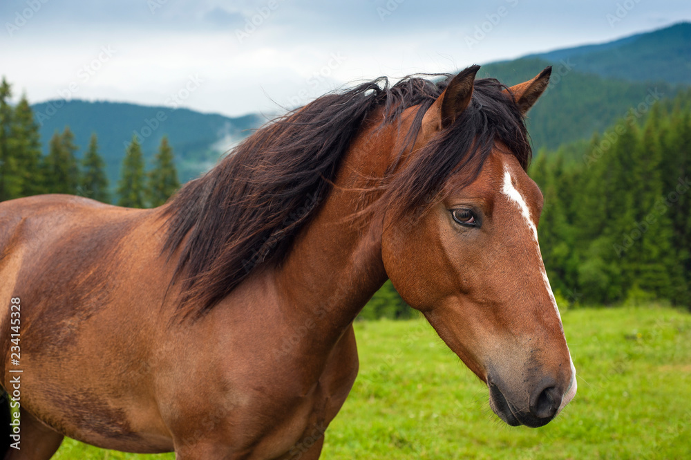 Grazing horse at high-land pasture at Carpathian Mountains after rain. Picture of beautiful green pasture on a background of mountains. Grazing horse at high-land pasture at Carpathian Mountains after rain. Picture of beautiful green pasture on a background of mountains.