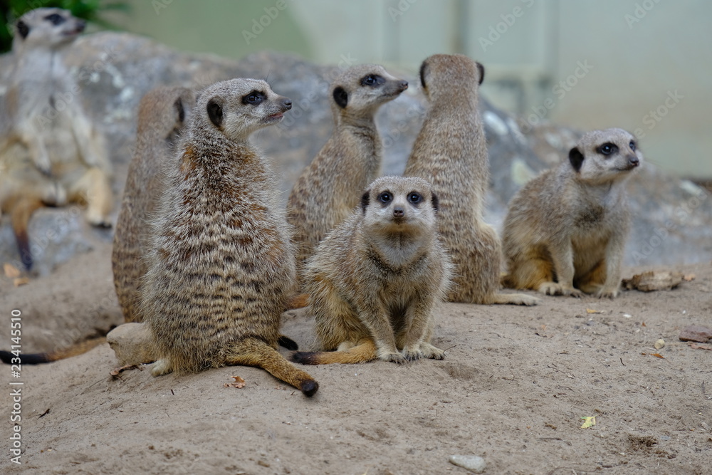meerkats on guard meerkats on guard