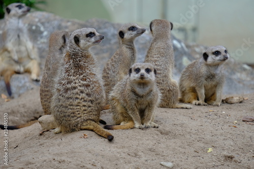 meerkats on guard © tselykh