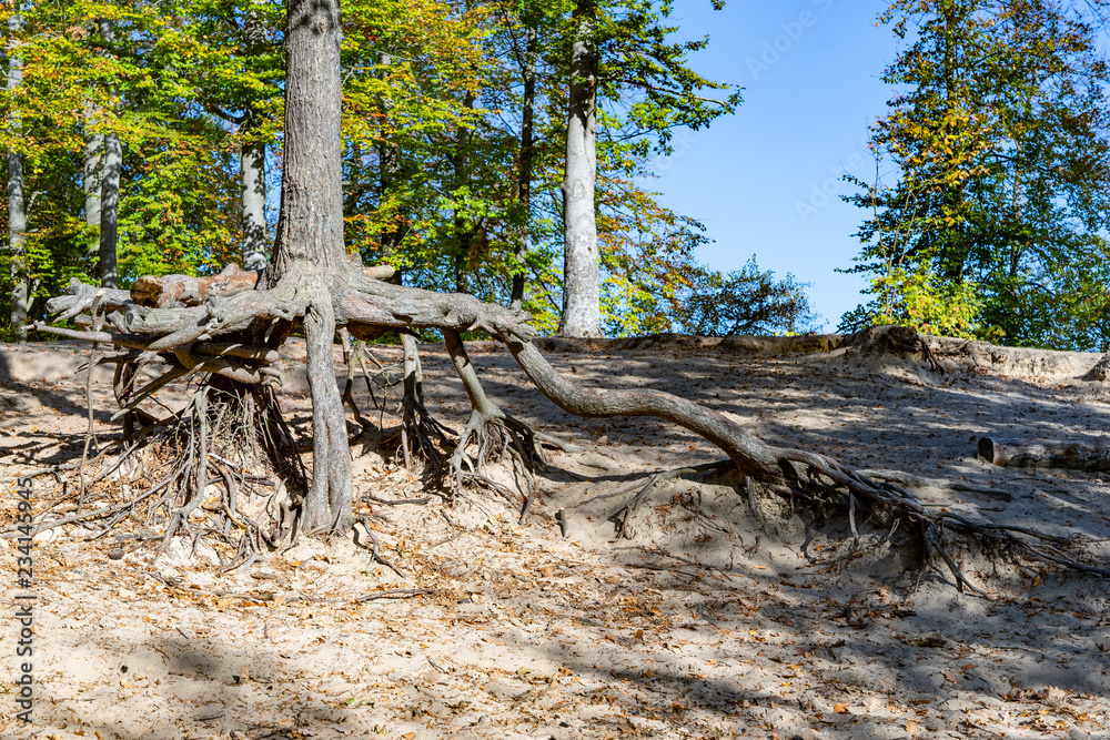 freisespülte Wurzeln im Buchenwald am Liepnitzsee im Herbst