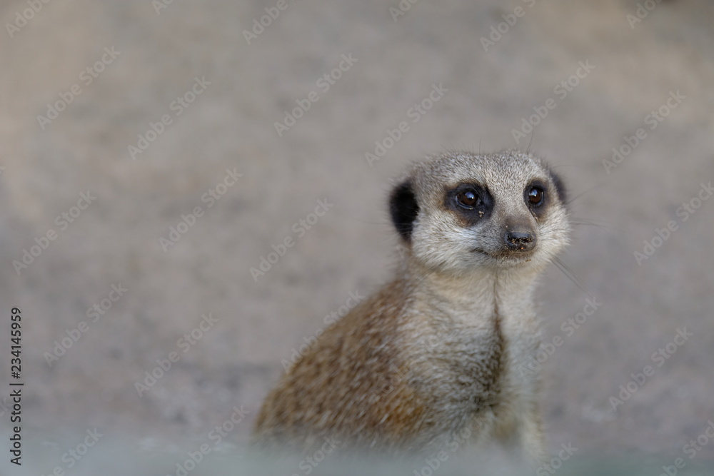meerkat on guard meerkat on guard