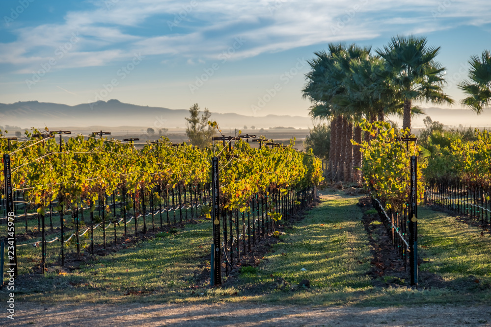 Fototapeta premium Vineyards of Napa Sonoma California in the Fall Autumn