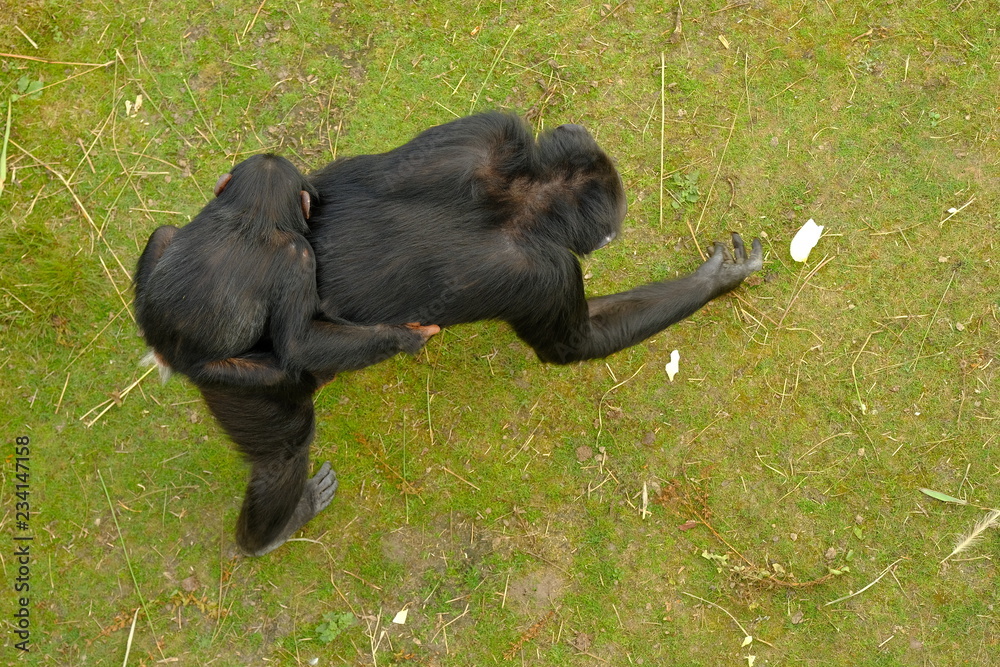 Obraz premium monkey and baby in wild nature, chimpanzee