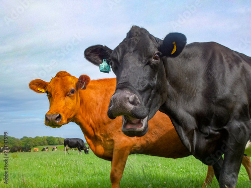 Laughing Cow and friend in a green field