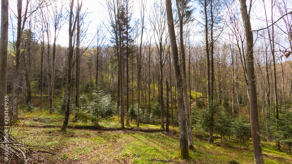 Spring forest in the south of Poland