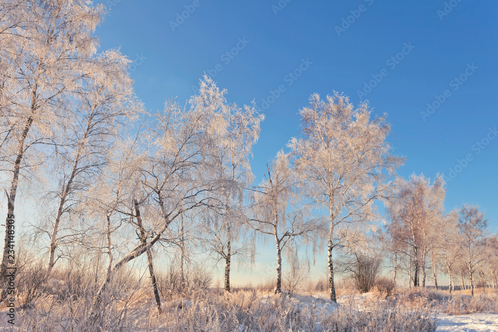 Frozen trees under blue sky Frozen trees under blue sky