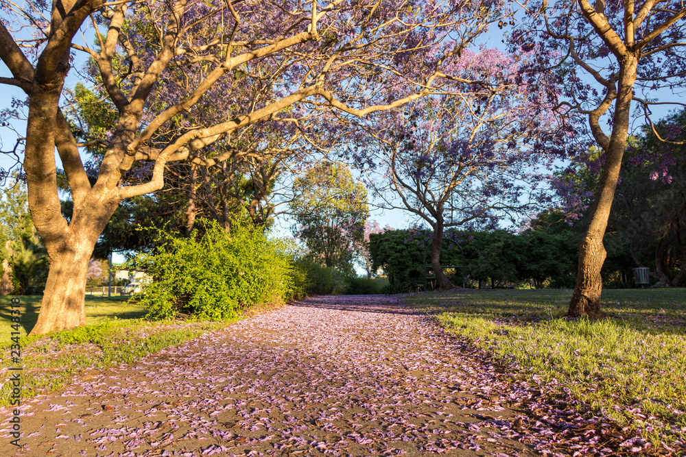 Jacaranda tree in flower Jacaranda tree in flower