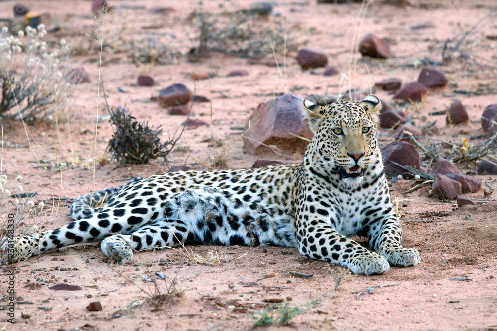 Obraz premium Young Leopard - Namibia