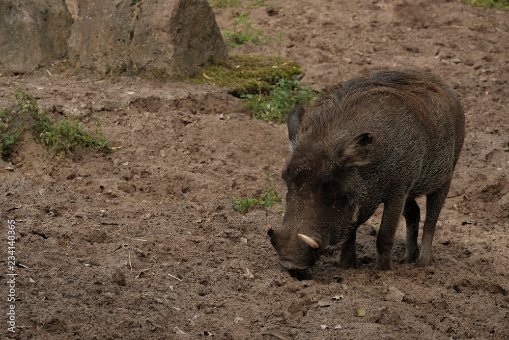 Common warthog on a close up horizontal picture. A common african pig species with large teeth observed often in safari Common warthog on a close up horizontal picture. A common african pig species with large teeth observed often in safari