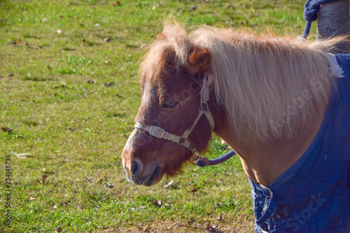 ritratto di un pony photo