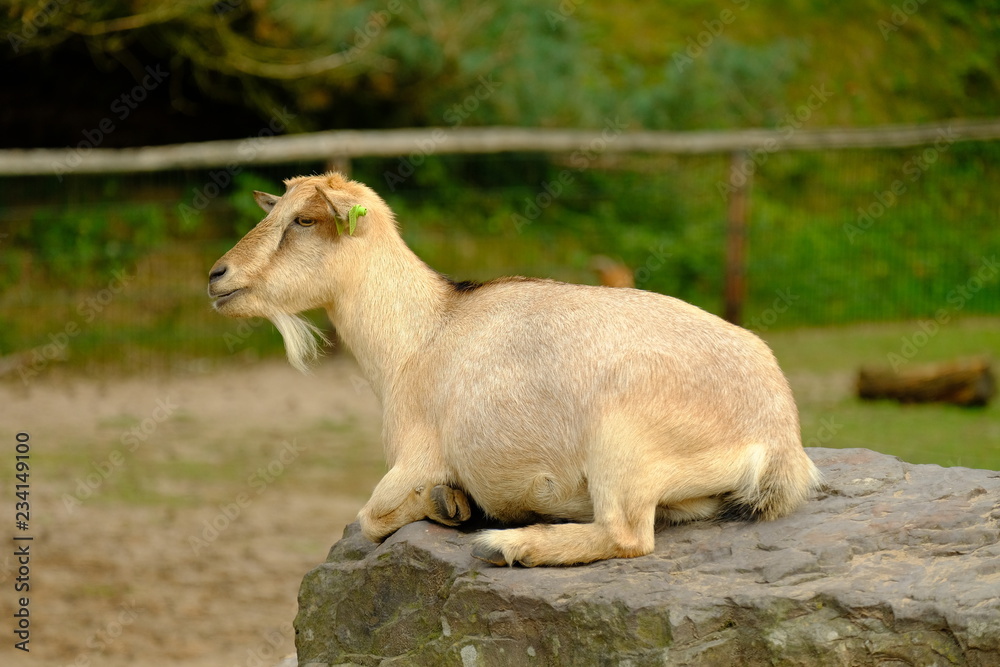 Fototapeta premium white goat