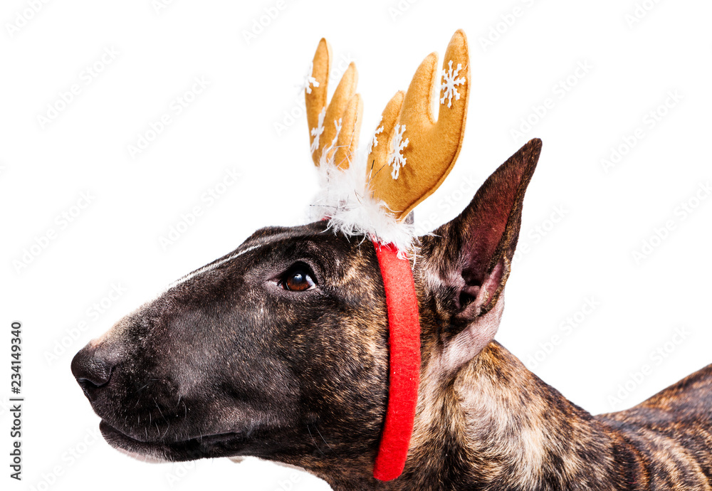 Bull terrier with reindeer antlers closeup