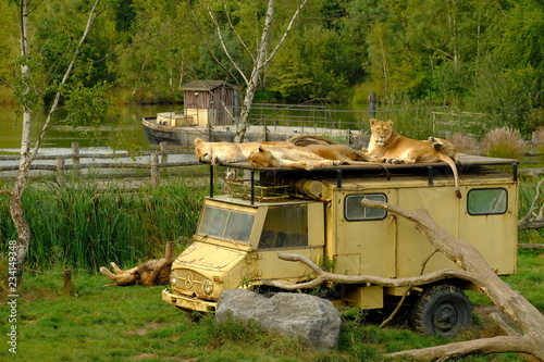 lions laying on old car in nature