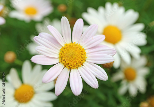 Closed Up Pale Pink Daisy Flower with Blurred White Daisies in Background 