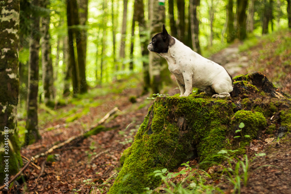 French bulldog sitting on a cut tree trunk in a green forest. French bulldog sitting on a cut tree trunk in a green forest.