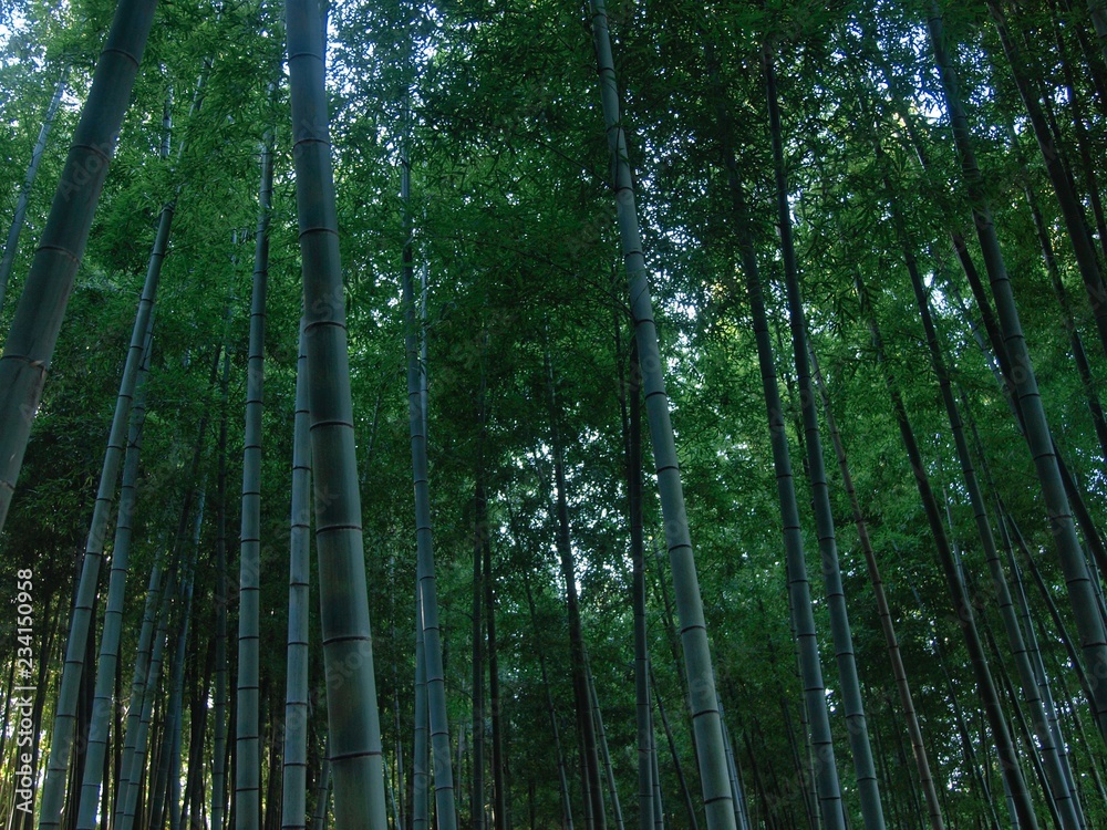 Fototapeta premium 竹林