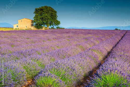 Fototapeta Naklejka Na Ścianę i Meble -  Beautiful purple lavender fields in Provence region, Valensole, France, Europe