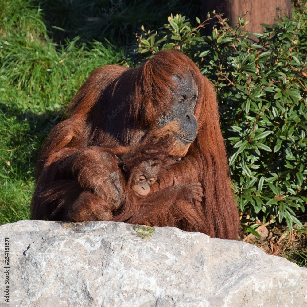 Obraz premium Mother and baby