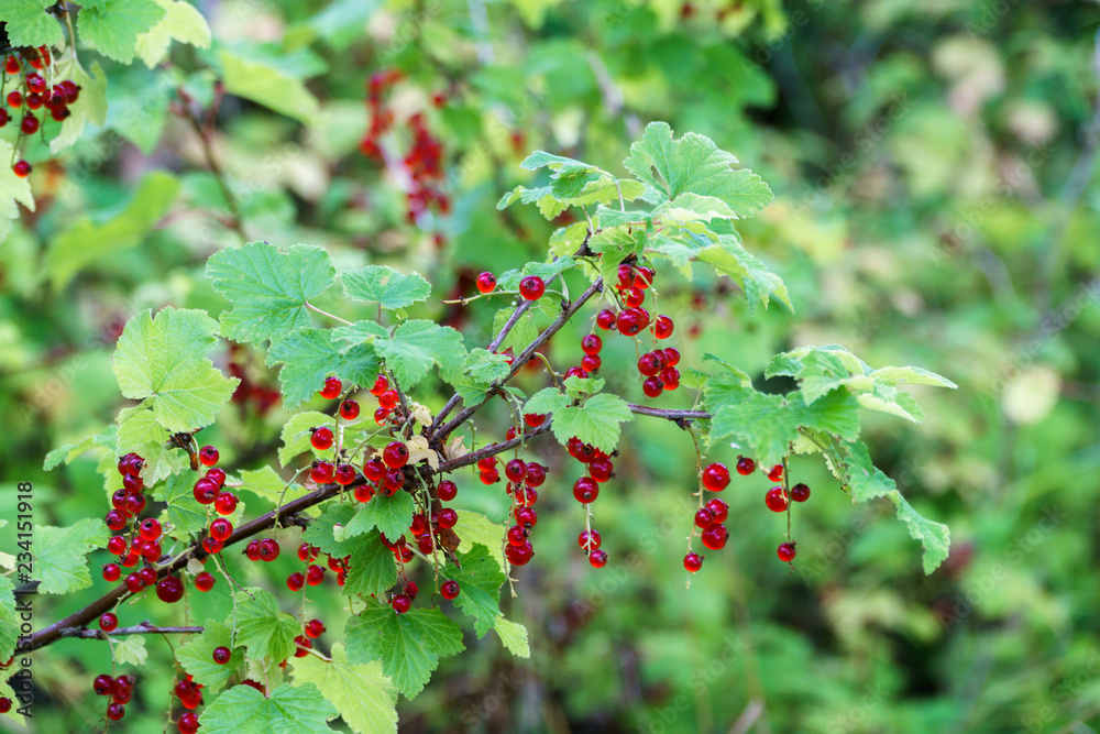 berries of red currant on bush berries of red currant on bush