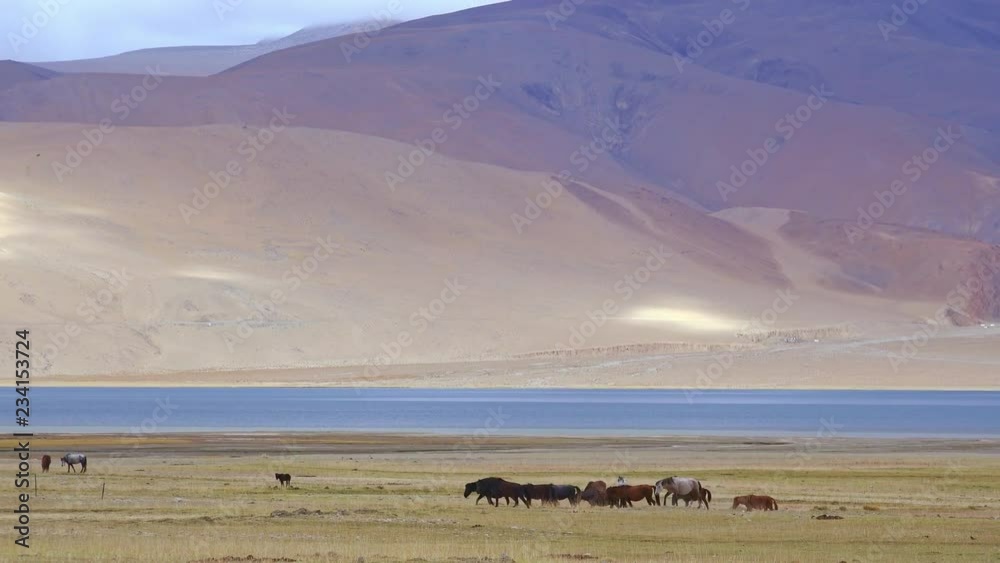 Picturesque scenery with horses walking along shore of Tso Moriri lake against Himalaya mountains. Group of gorgeous animals grazing on highland pasture on windy day. Ladakh, India. Zoom out video Picturesque scenery with horses walking along shore of Tso Moriri lake against Himalaya mountains. Group of gorgeous animals grazing on highland pasture on windy day. Ladakh, India. Zoom out video