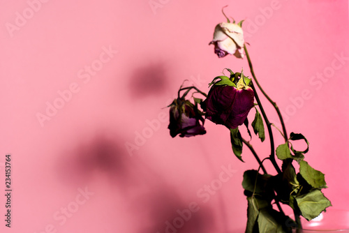 Dried roses with stem and leaves with shadow on pink