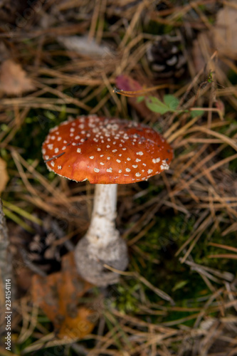 Amanita muscaria picked up from the ground