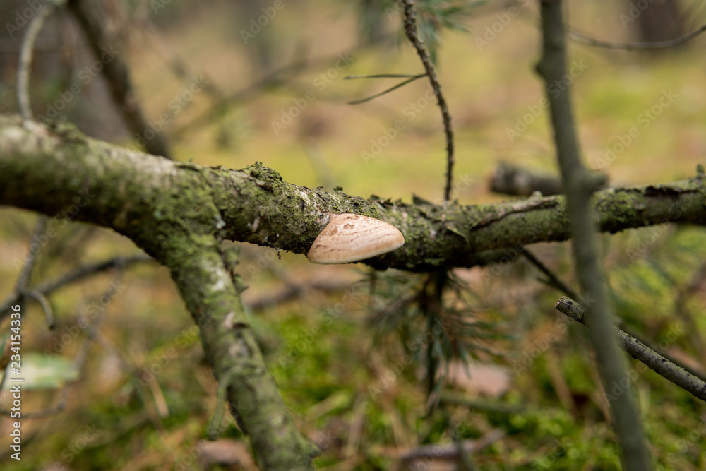 mushrooms on the ground mushrooms on the ground
