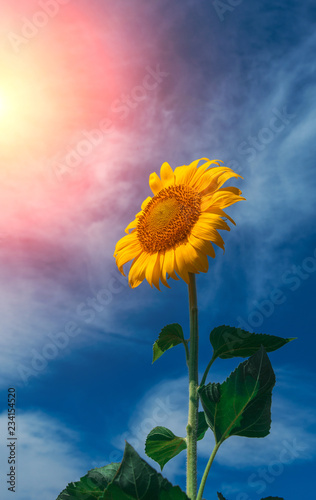 Fototapeta Naklejka Na Ścianę i Meble -  sunflower summer flower close-up, against a background of clouds.