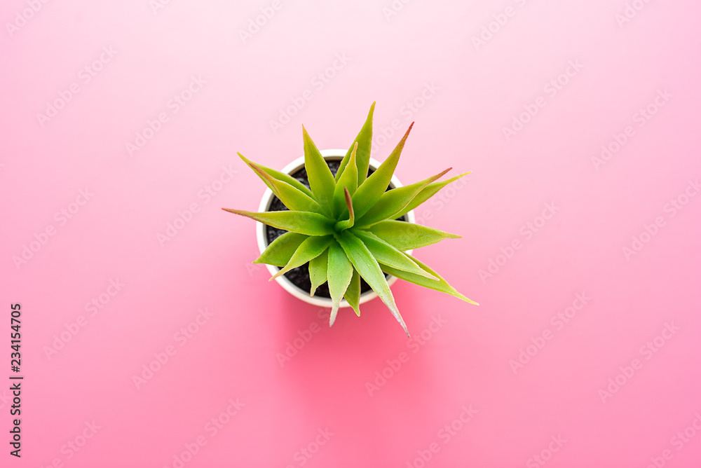 Fototapeta Sztuczny zielony kwiat z liśćmi w garnku na różowym tle