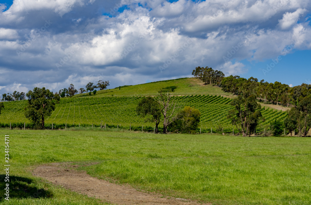 Vineyards on Triangle Hill 
